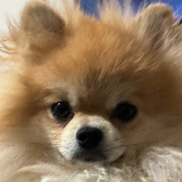 2019julliette